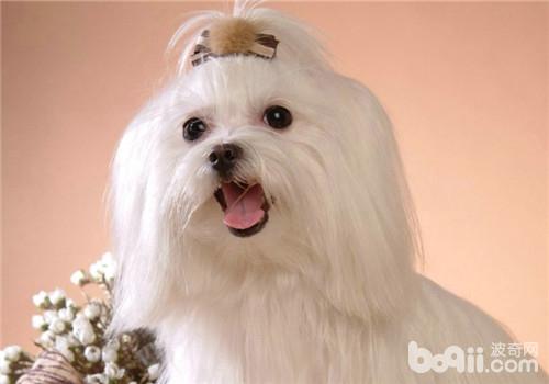 馬爾濟斯犬