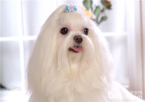 馬爾濟斯犬