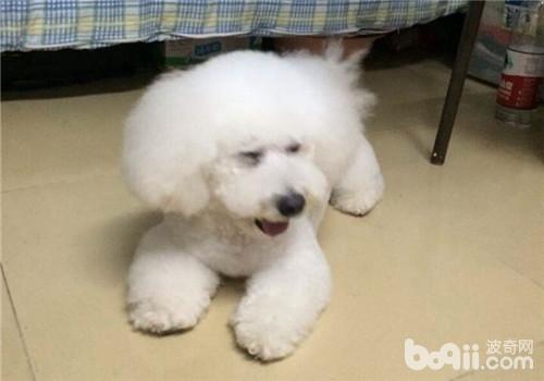 比熊犬