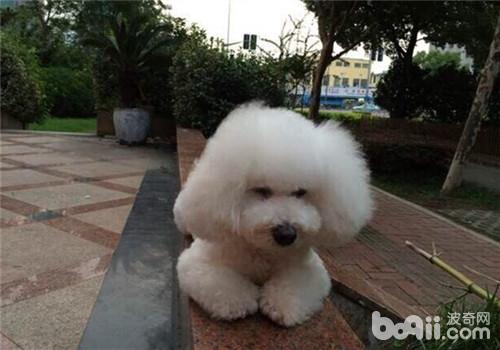 比熊犬