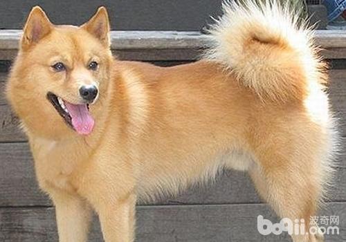 芬蘭獵犬