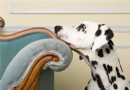 犬食道梗阻的發病機理