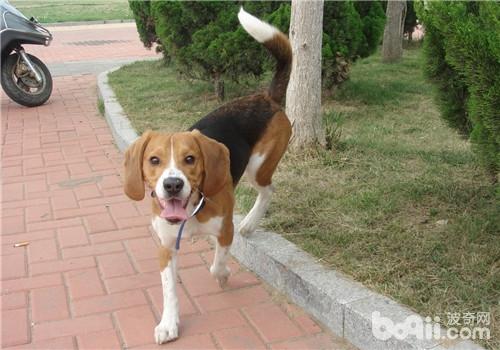 比格犬