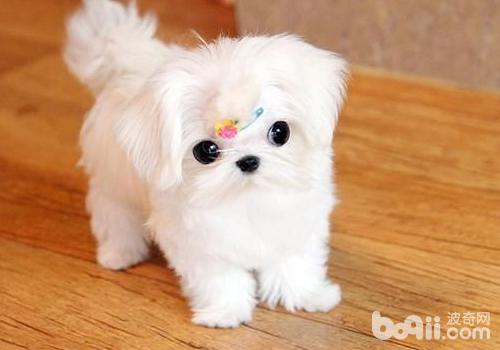 馬爾濟斯犬