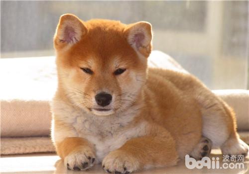 柴犬