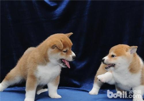 柴犬