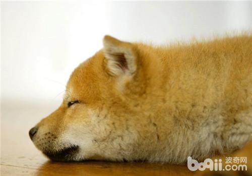 柴犬