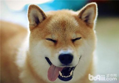 柴犬