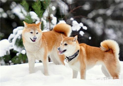 柴犬