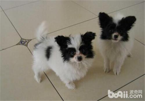 蝴蝶犬