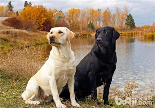 拉布拉多犬