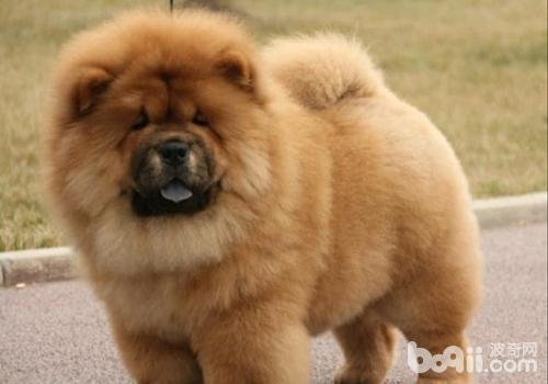 松獅犬