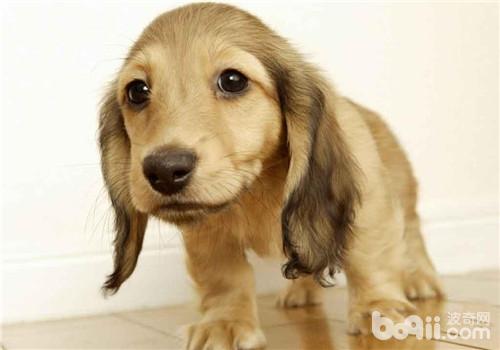 臘腸犬