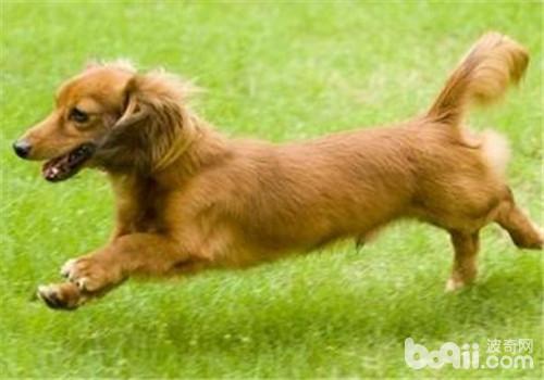 臘腸犬