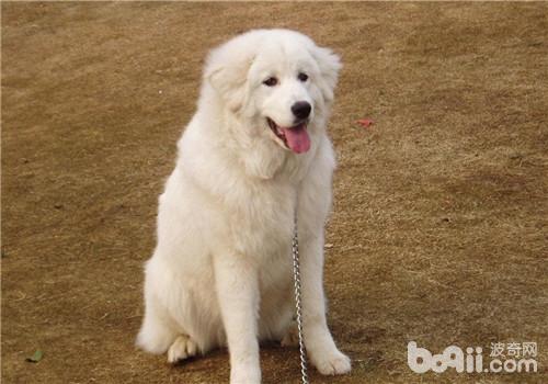 大白熊犬
