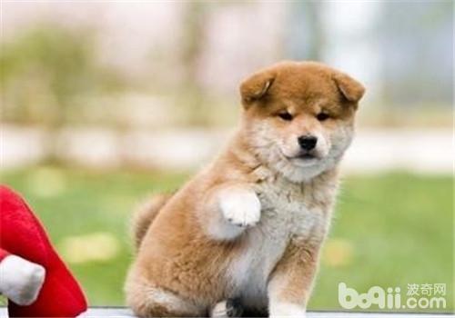 柴犬