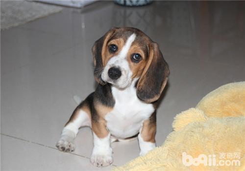比格犬
