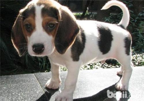 比格犬
