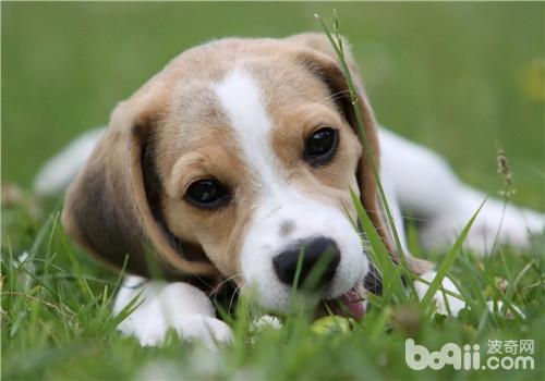 比格犬