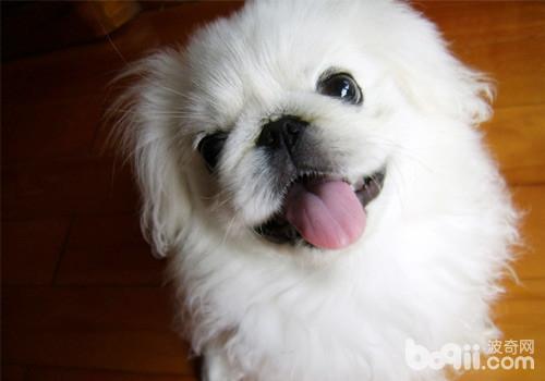 京巴犬
