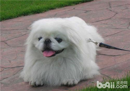 京巴犬