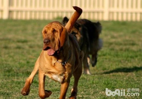 尋血獵犬