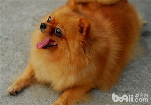 博美犬