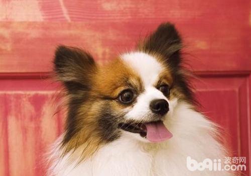蝴蝶犬