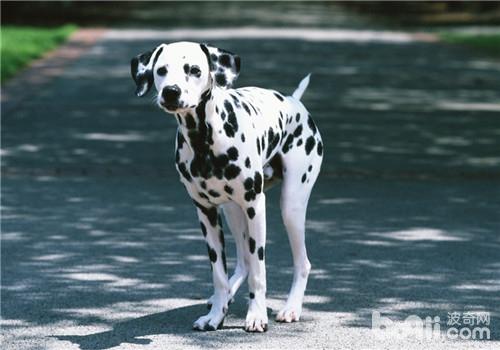大麥町犬
