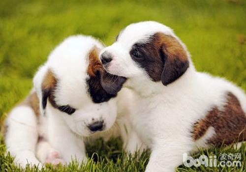 聖伯納犬