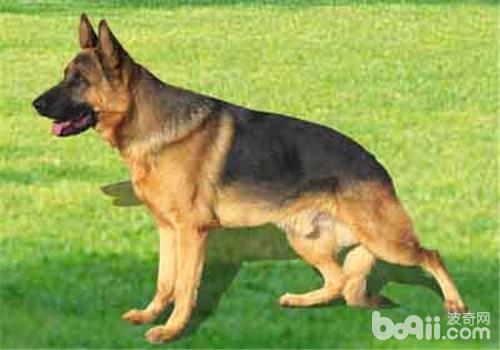 德國牧羊犬