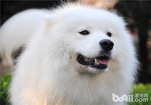 薩摩耶犬