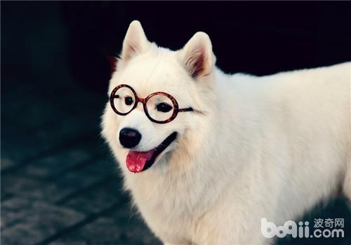 薩摩耶犬