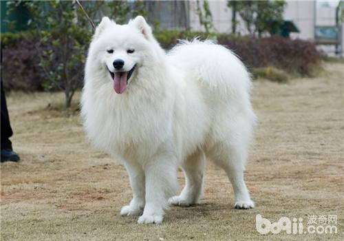 薩摩耶犬