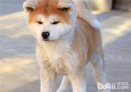 秋田犬
