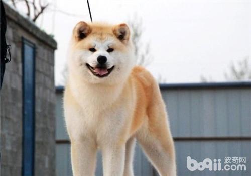 秋田犬