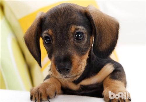 臘腸犬