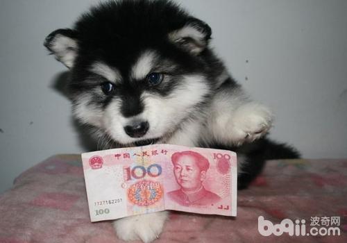 阿拉斯加雪橇犬