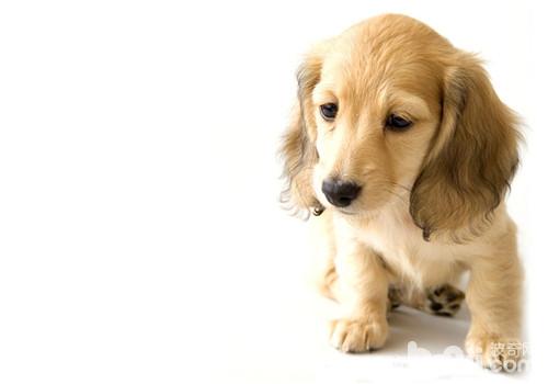 臘腸犬