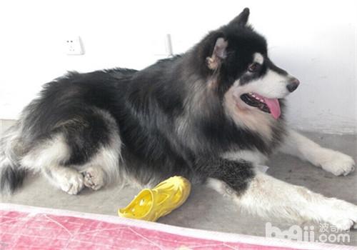 阿拉斯加雪橇犬