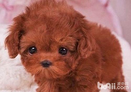 泰迪犬