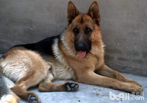 德國牧羊犬