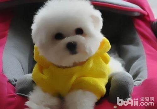 比熊犬