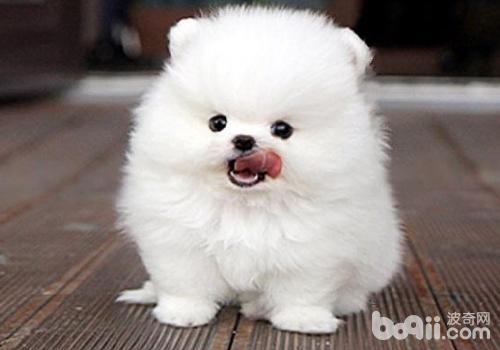 博美犬