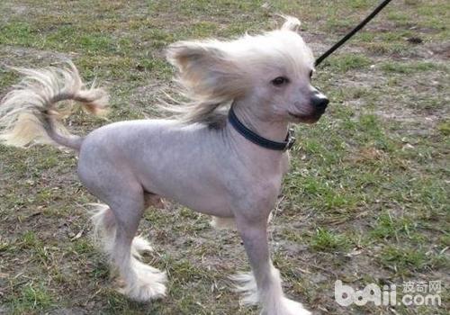 中國冠毛犬