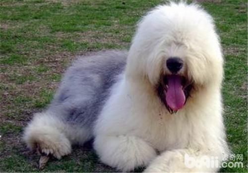 英國古代牧羊犬