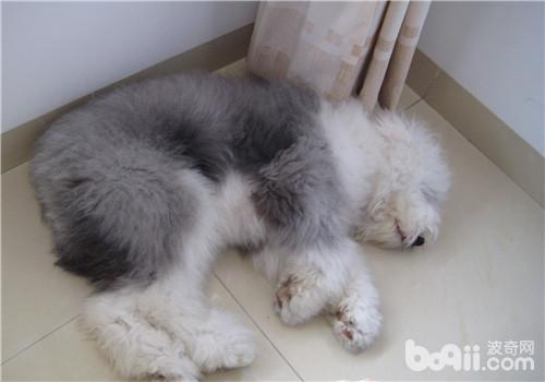 英國古代牧羊犬