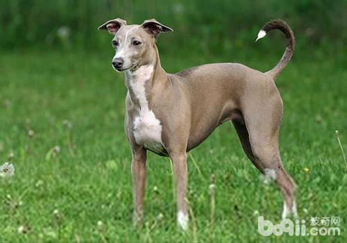 意大利靈缇犬