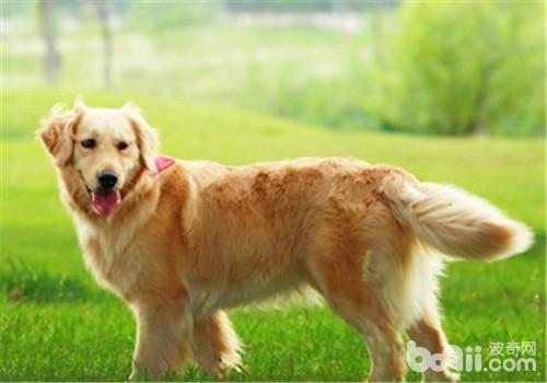 金毛犬