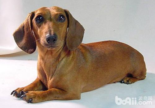 臘腸犬